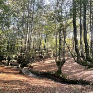 El Hayedo de Otzarreta Con Transporte