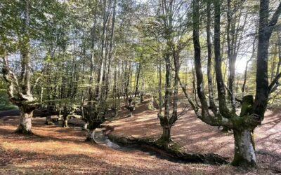 EL HAYEDO DE OTZARRETA