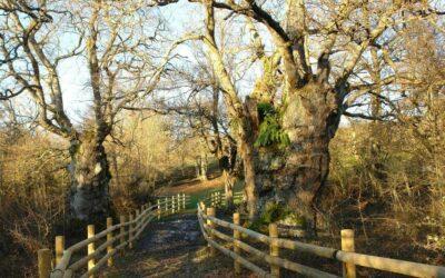 Robles Centenarios de Muniaín y Okariz