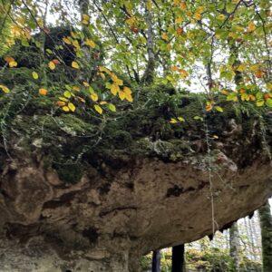 hayedo encantado de Urbasa