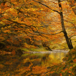 Viaje a la Selva de Irati en Otoño Señal de Reserva