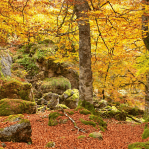 El Bosque Encantado de Artea sin transporte