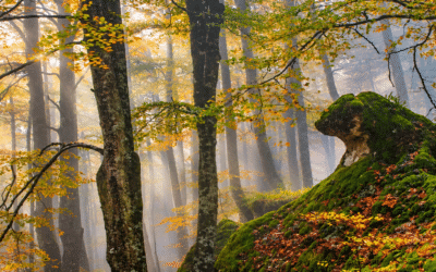 EL BOSQUE ENCANTADO DE ARTEA